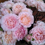 Wedding Rosever Roses ramifies d'Equateur Ethiflora